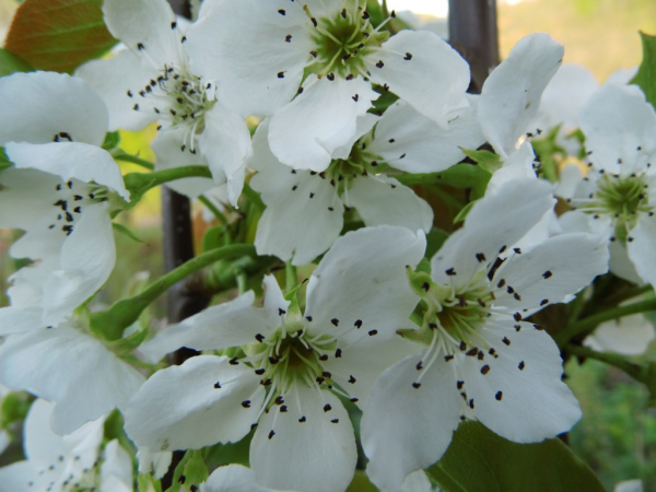 Pyrus pyrifolia "Kosui" - Asien-Birne