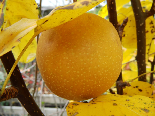 Pyrus pyrifolia "Shinseiki" - Asien-Birne