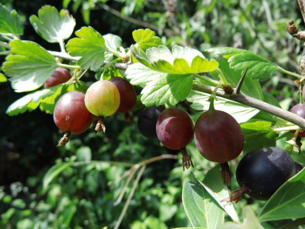 Ribes divaricatum ssp. - Amerikanische Stachelbeere