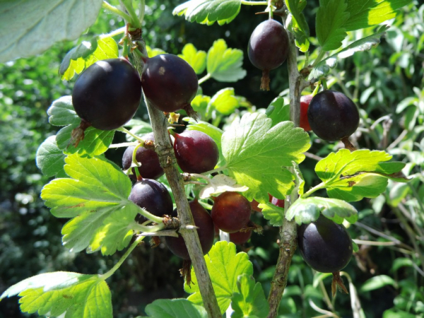 Ribes divaricatum ssp. - Amerikanische Stachelbeere