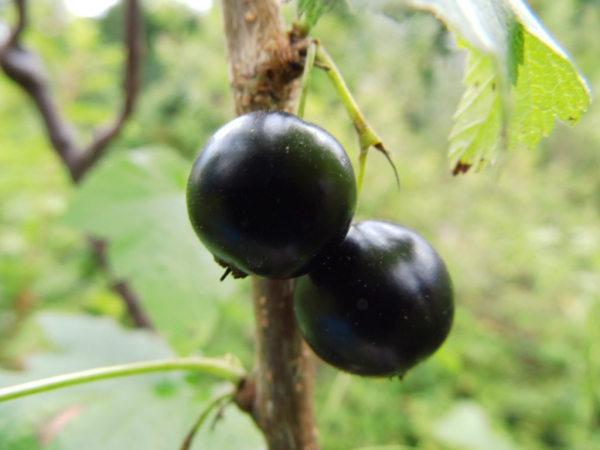 Ribes nigrum "Ben Sarek" - Schwarze Johannisbeere