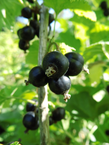 Ribes nigrum "Ben Sarek" - Schwarze Johannisbeere