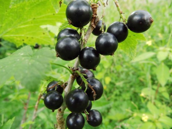 Ribes nigrum "Genoir 1" - Schwarze Johannisbeere