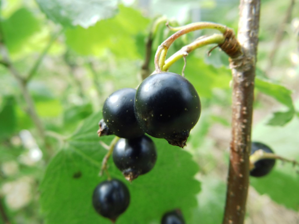 Ribes nigrum "Lissil" - Schwarze Johannisbeere