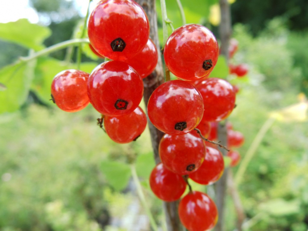 Ribes rubrum "Gerouge 2" - Rote Johannisbeere