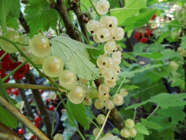 Ribes rubrum "Primus" - Weisse Johannisbeere