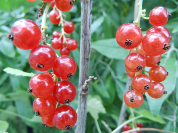 Ribes rubrum "Rolan" - Rote Johannisbeere