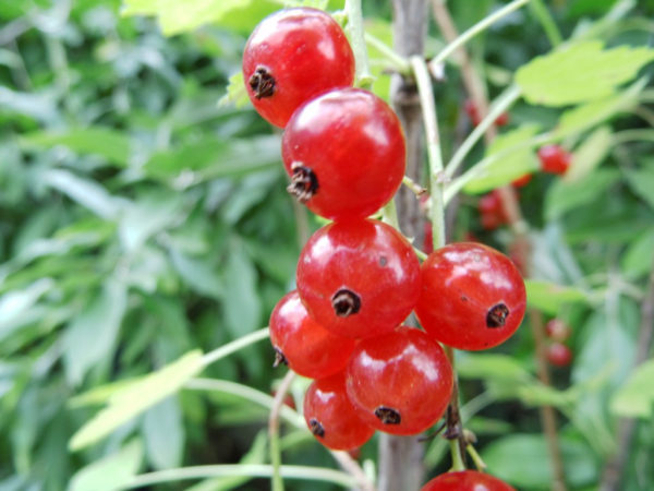 Ribes rubrum "Rolan" - Rote Johannisbeere