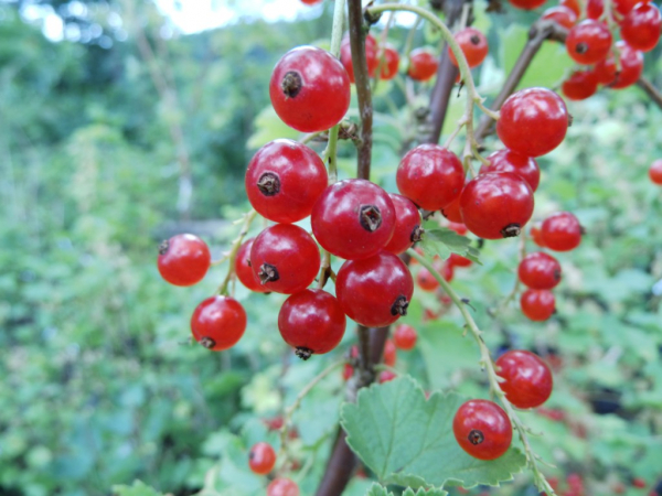 Ribes rubrum "Rondom" - Rote Johannisbeere