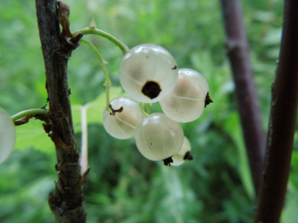 Ribes rubrum "Weiße Holländer" - Weiße Johannisbeere