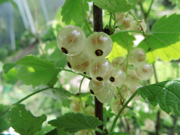 Ribes rubrum "Werdavia" - Weiße Johannisbeere