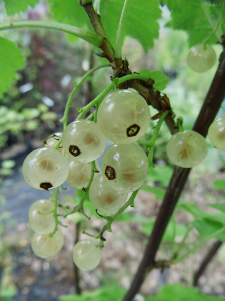 Ribes rubrum "Zitavia" - Weiße Johannisbeere