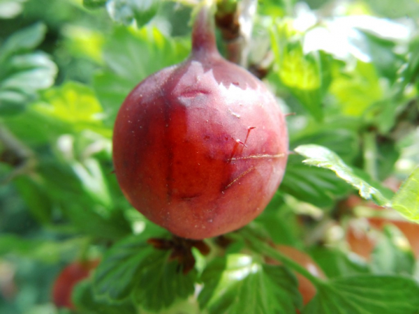 Ribes uva-crispa "Dr. Bauer`s Rokula"(S) - Stachelbeere rot