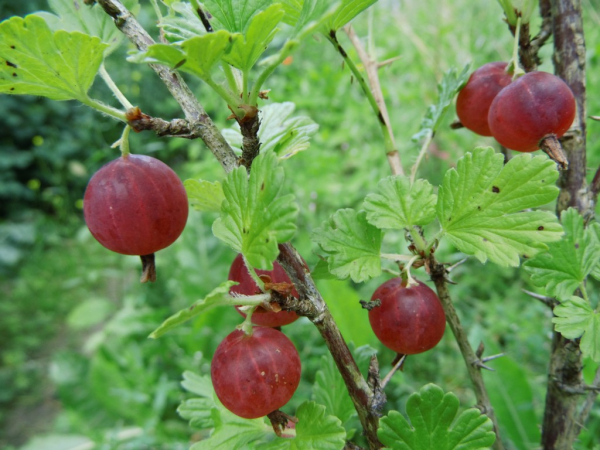 Stachelbeere rot Ribes uva-crispa 