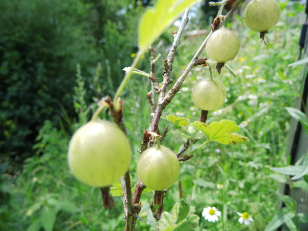 Ribes uva-crispa "Hinnonmäki grün" - Stachelbeere grün