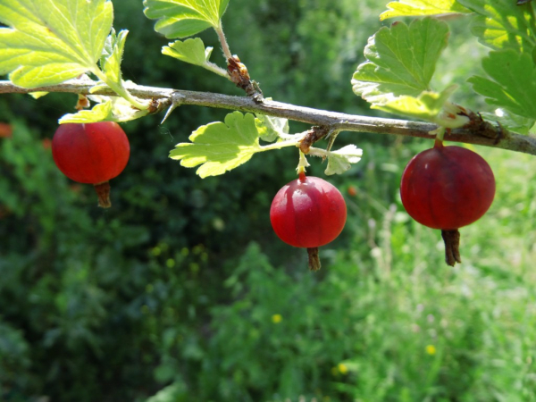 Ribes uva-crispa "Hinnonmäki rot" - Stachelbeere rot