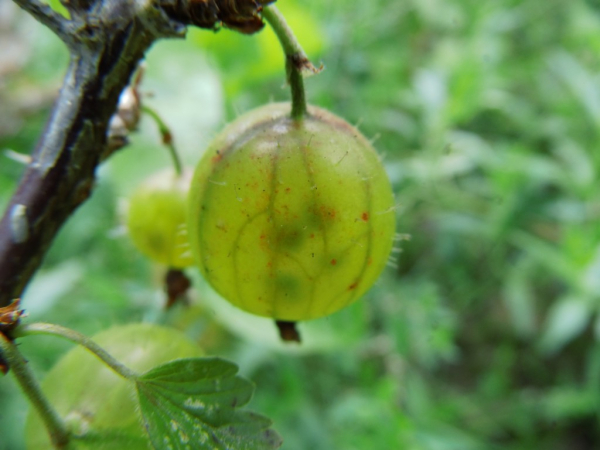 Ribes uva-crispa "Mucurines" - Stachelbeere grün