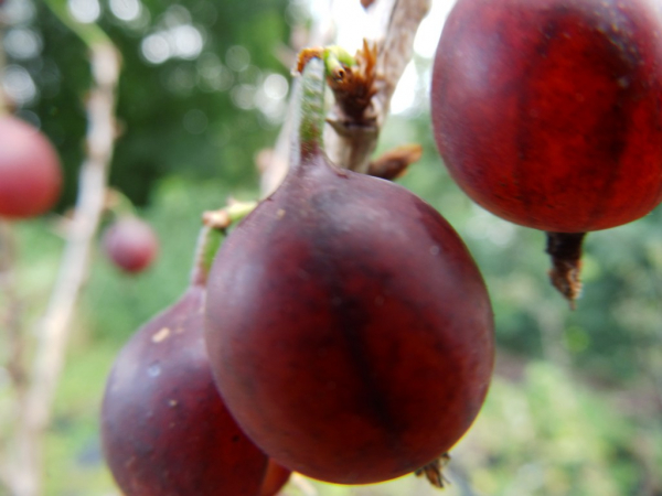 Ribes uva-crispa "Rexrot"(S) - Stachelbeere rot