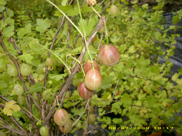 Ribes uva-crispa "Spinefree" - Stachelbeere rot, fast dornlos