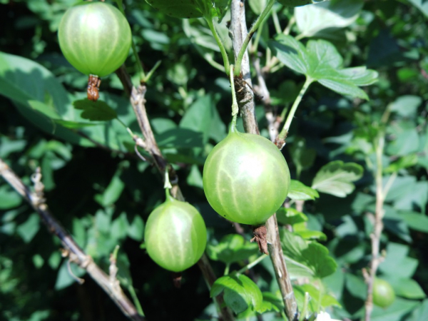 Ribes uva-crispa "Tatjana" - Stachelbeere grün