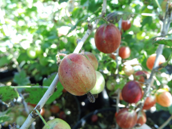 Ribes uva-crispa - Stachelbeere rot