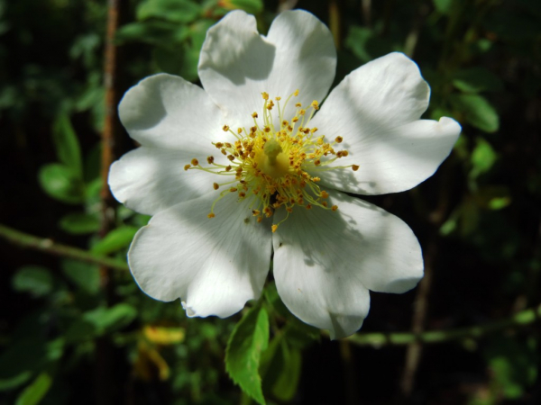 Rosa arvensis - Feld-Rose