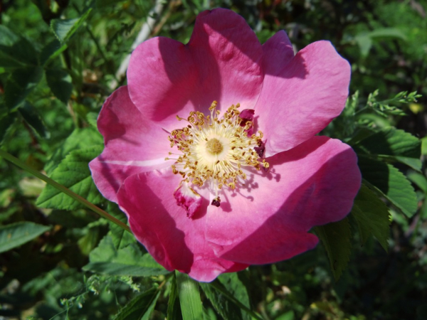Rosa francofurtana - Kreiselrose