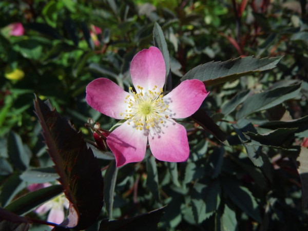 Rosa glauca - Blaue Hechtrose