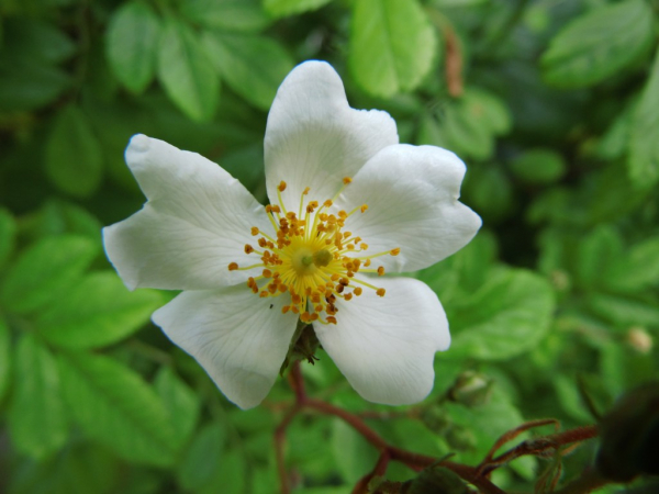 Rosa multiflora - Vielblütige Rose