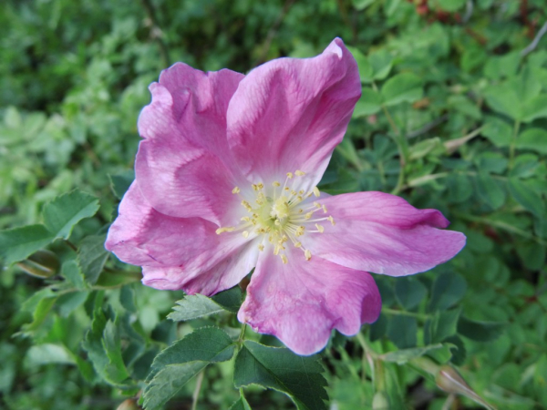 Rosa pendulina - Gebirgsrose