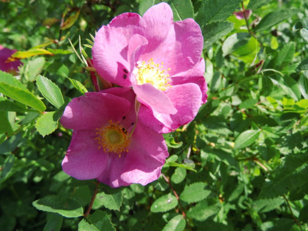Rosa rugosa - Kartoffelrose