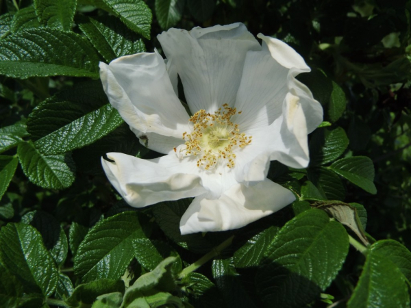 Rosa rugosa "Alba" - Kartoffelrose