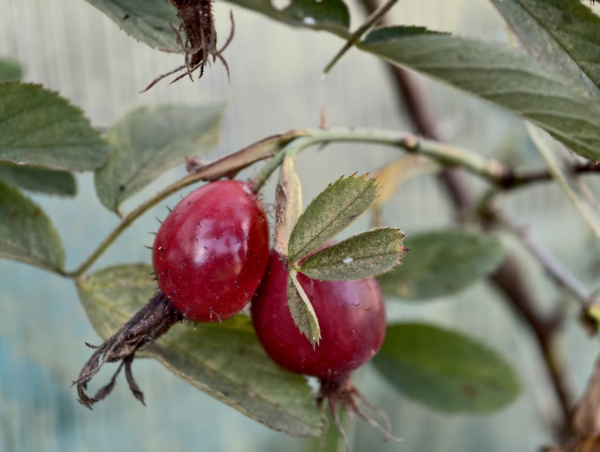 Rosa villosa - Apfelrose