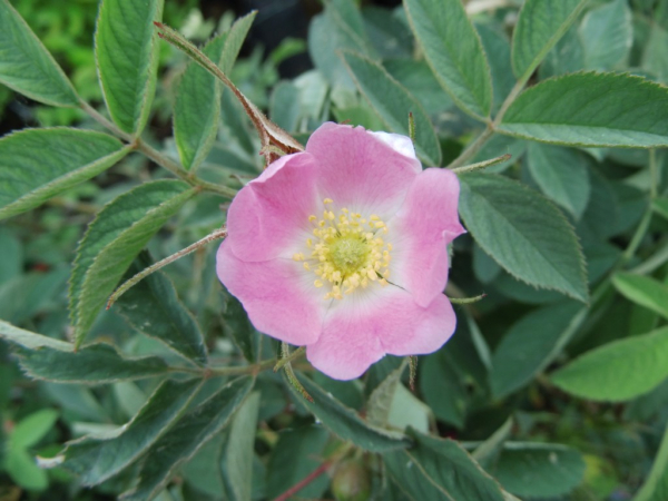 Rosa villosa "Karpatia" - Apfelrose