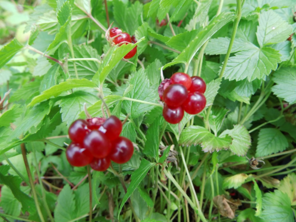 Rubus arcticus "Marika" - Schwedische Ackerbeere