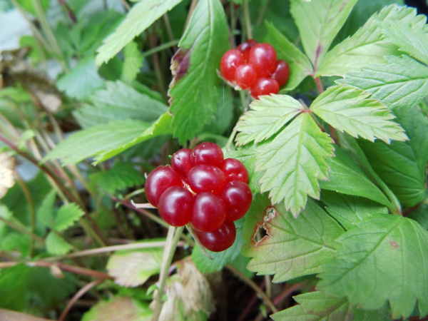 Rubus arcticus "Mespi" - Schwedische Ackerbeere