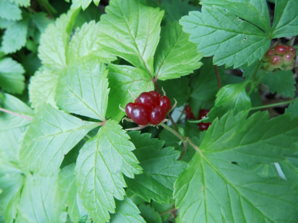 Rubus arcticus "Mespi" - Schwedische Ackerbeere