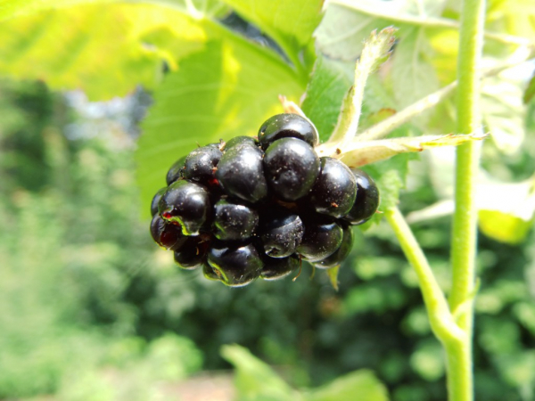 Rubus fruticosus "Black Butte" - Brombeere