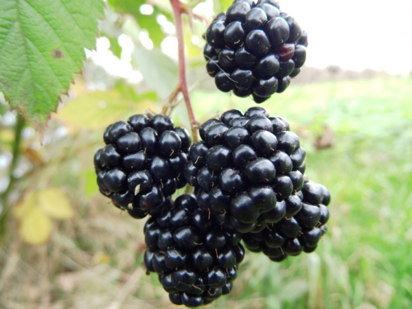 Rubus fruticosus "Black Satin" - Stachellose Brombeere