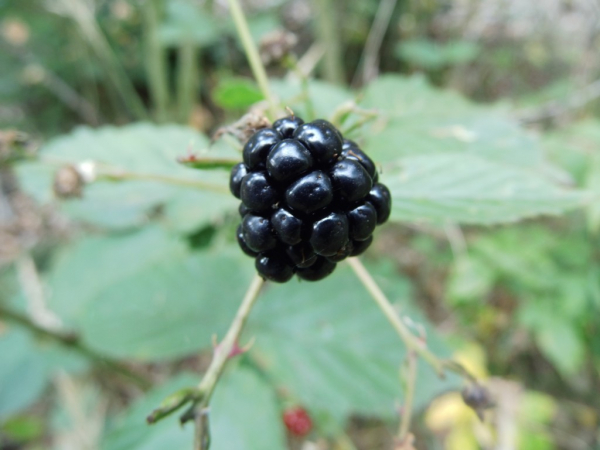 Rubus fruticosus - Brombeere