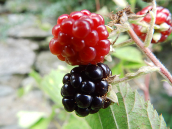 Rubus fruticosus "Loch Ness"(S) - Stachellose Brombeere