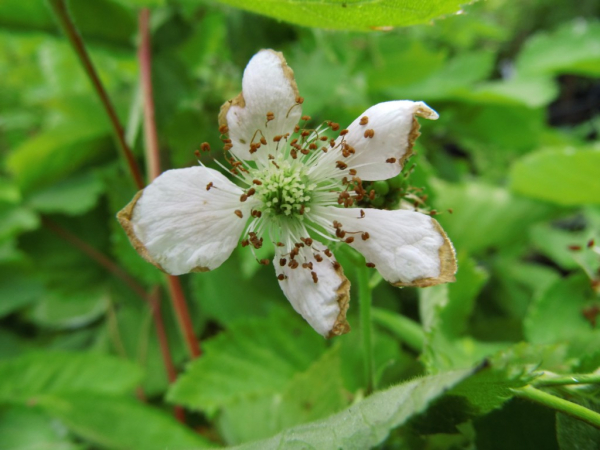 Rubus fruticosus "Loch Tay"(S) - Stachellose Brombeere