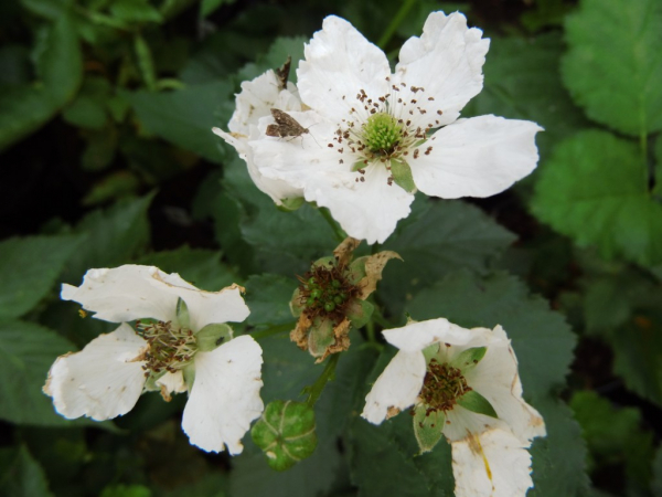 Rubus fruticosus "Reuben"(S) - Brombeere