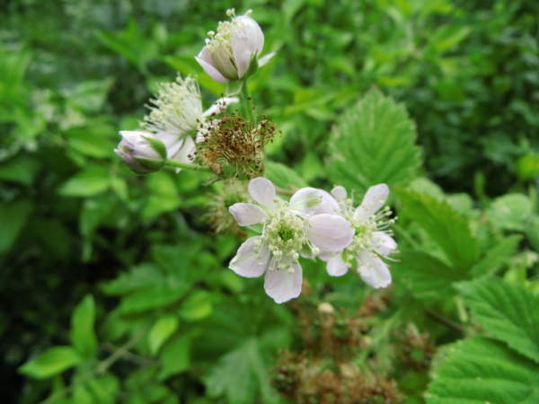 Rubus fruticosus "Thornfree" - Stachellose Brombeere