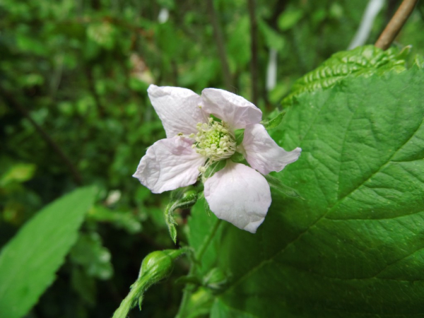 Rubus fruticosus "Triple Crown" - Stachellose Brombeere
