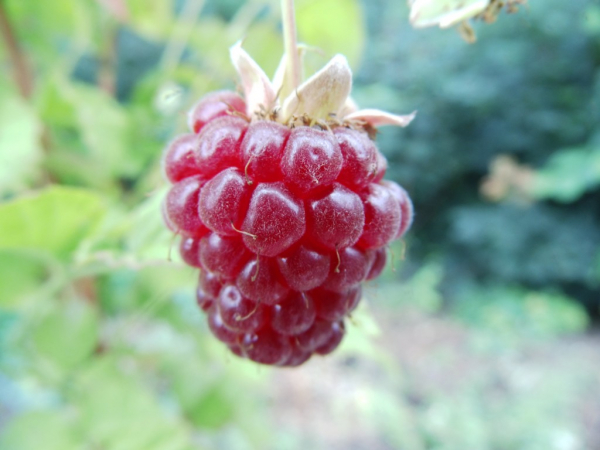 Rubus fruticosus x idaeus "Buckingham Tayberry" - Stachellose Brombeer-Himbeer-Hybride