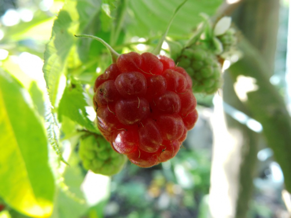 Rubus idaeus "Autumn First" - Himbeere rot