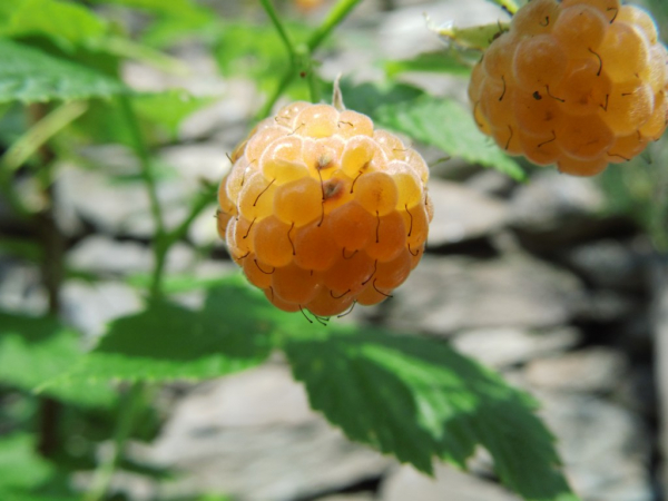 Rubus idaeus "Fallgold" - Himbeere gelb