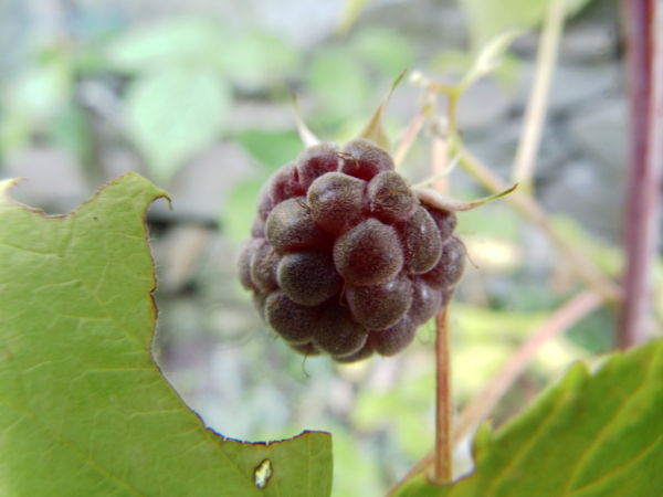 Rubus idaeus "Glen Coe" - Himbeere weinrot - stachellos