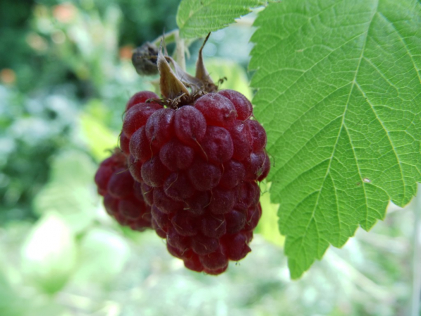 Rubus idaeus "Schönemann" - Himbeere rot
